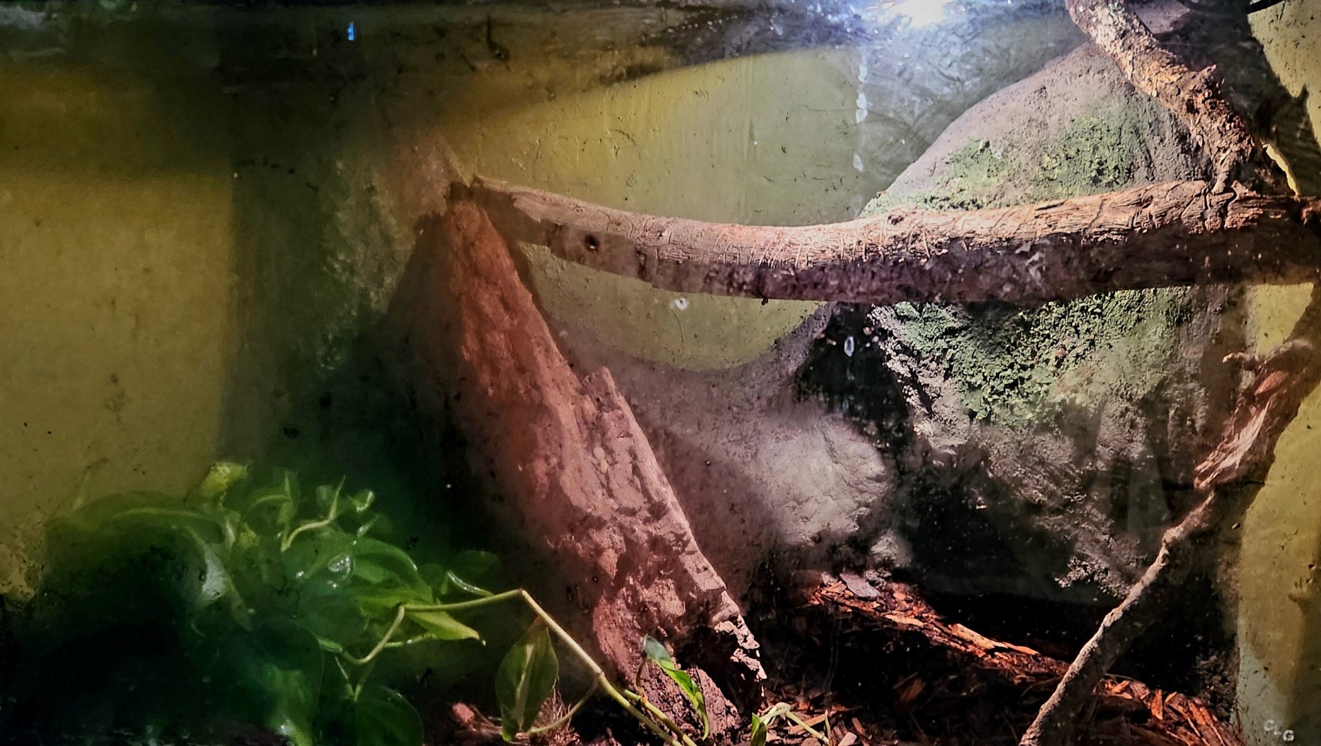 Reptilandia Reptile Lagoon - Rhino Rat Snake Exhibit