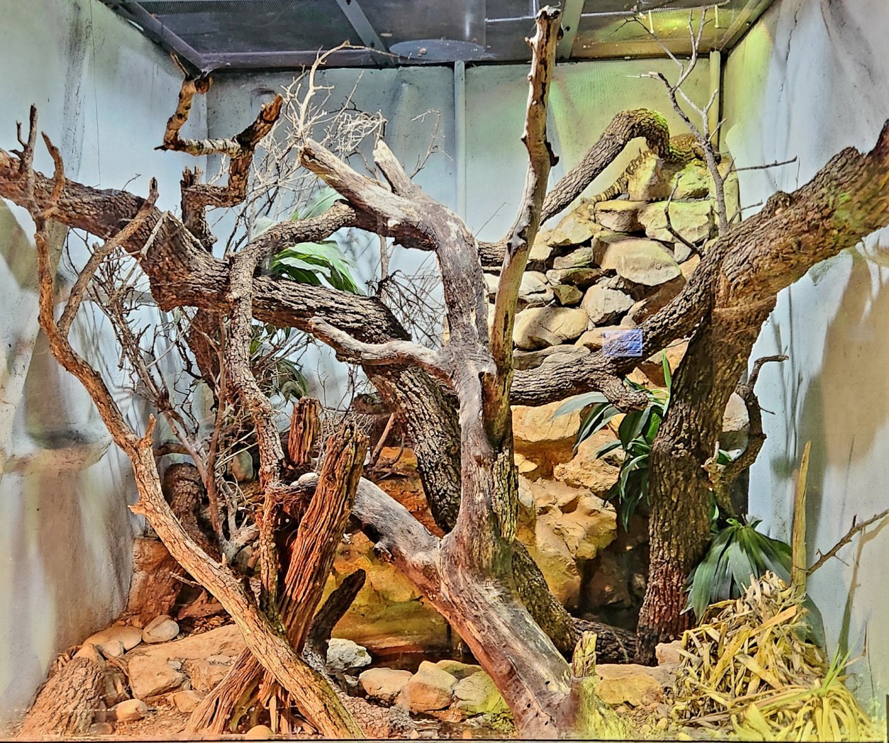 Reptilandia Reptile Lagoon - Rio Fuerte Beaded Lizard Exhibit