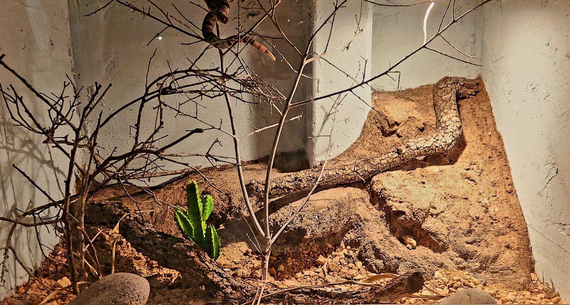Reptilandia Reptile Lagoon - Rock Rattlesnake Exhibit