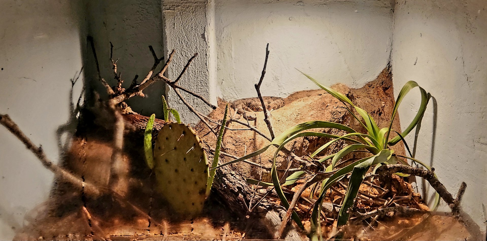 Reptilandia Reptile Lagoon - Rock Rattlesnake Exhibit