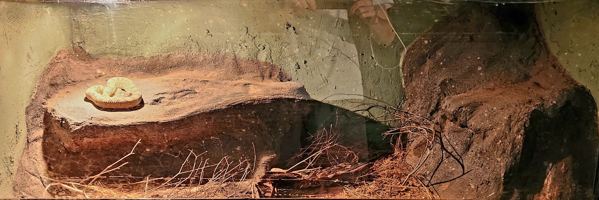 Reptilandia Reptile Lagoon - Saharan Horned Viper Exhibit