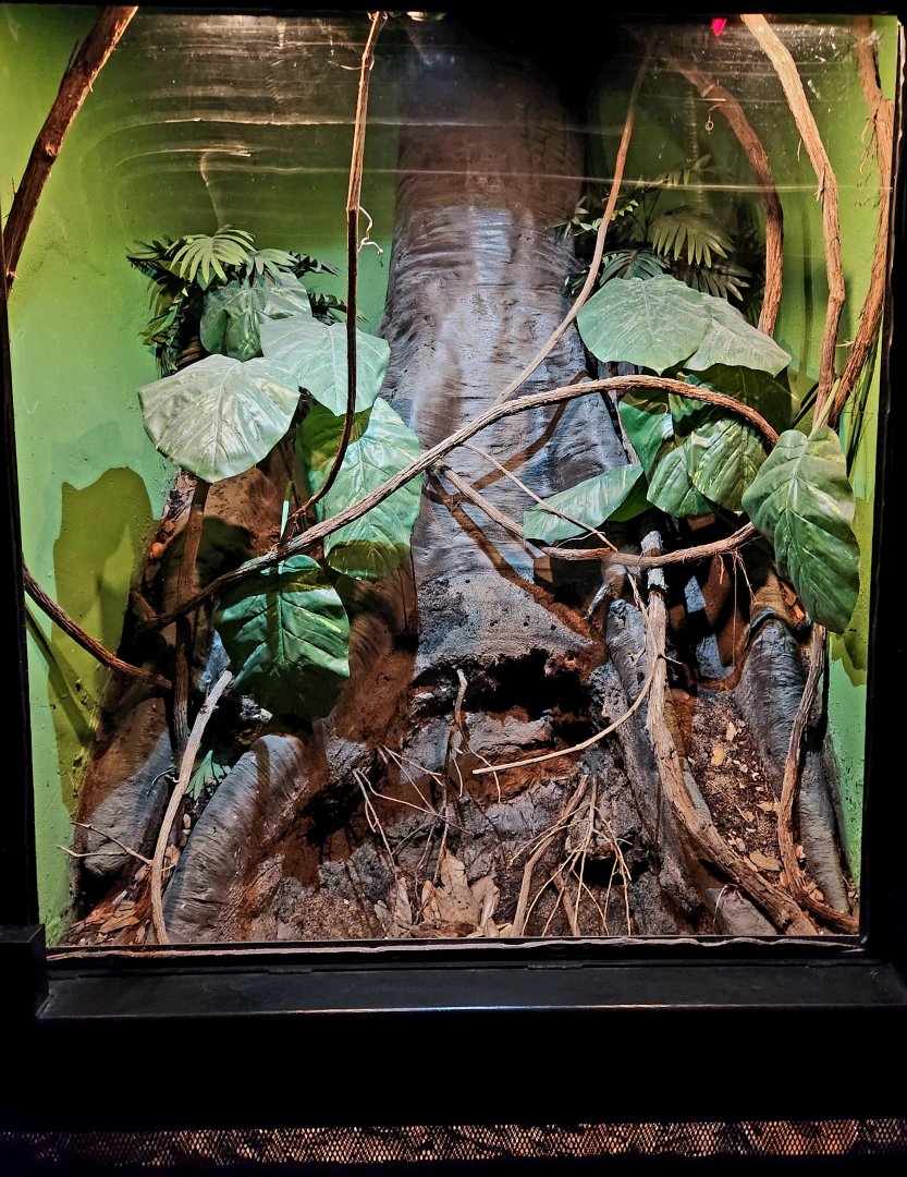 Reptilandia Reptile Lagoon - South American Bushmaster Exhibit