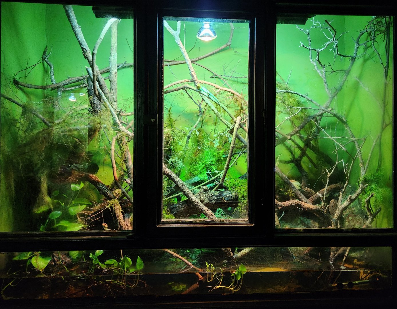 Reptilandia Reptile Lagoon - South Asian Exhibit