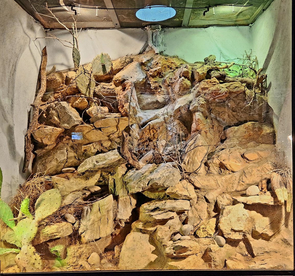 Reptilandia Reptile Lagoon - South Texas Exhibit