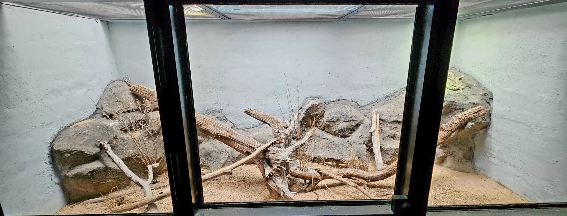 Reptilandia Reptile Lagoon - Spencer's Monitor Exhibit
