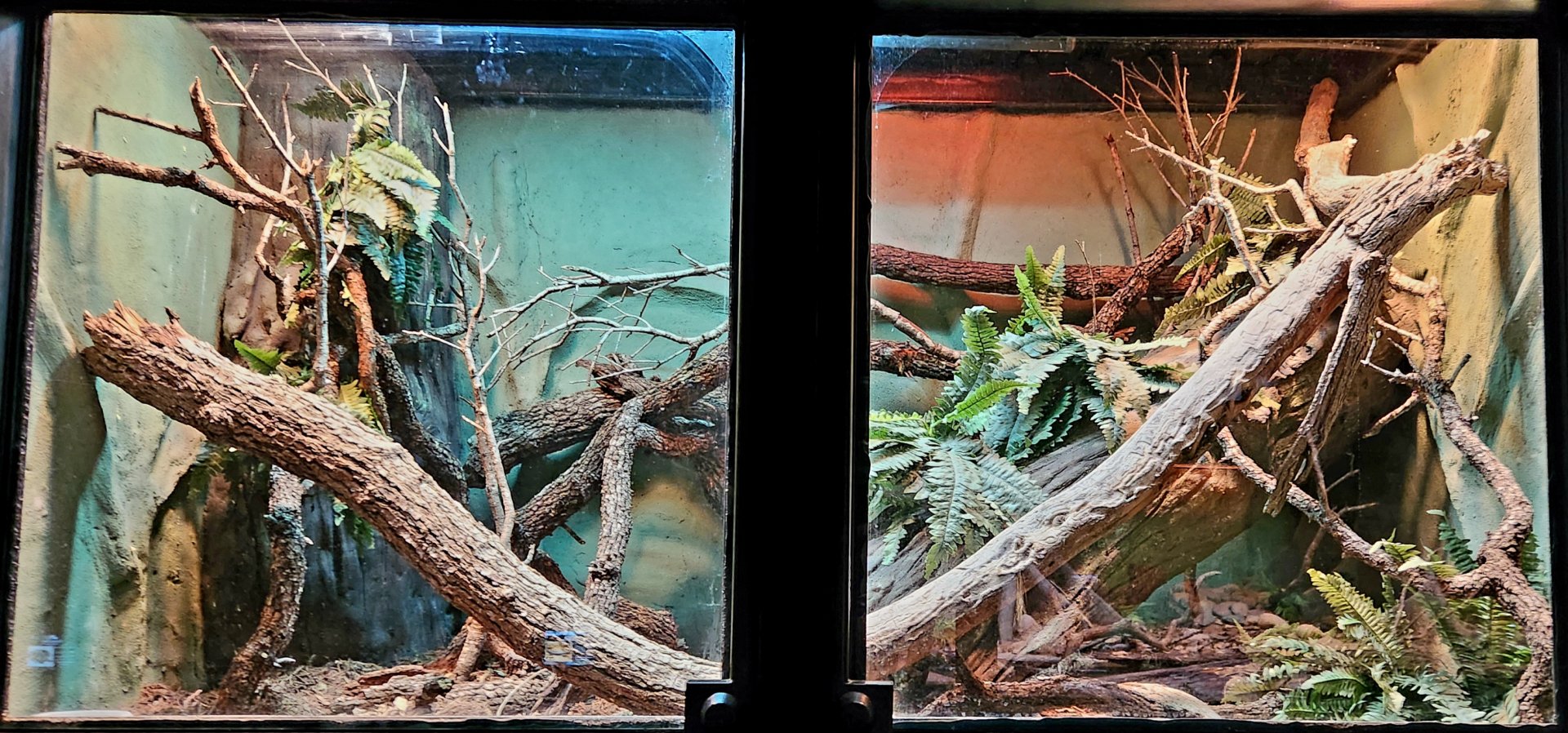 Reptilandia Reptile Lagoon - Spiny-Neck Monitor Exhibit