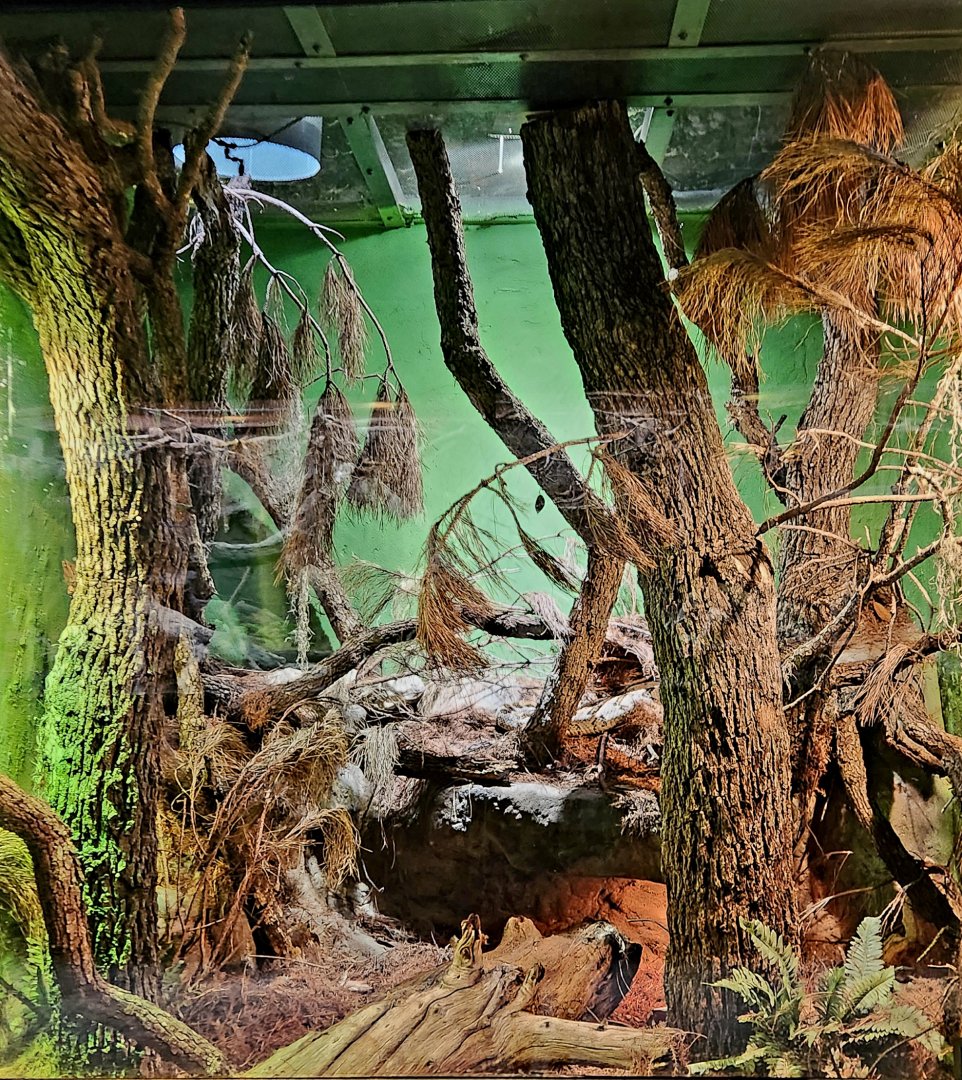 Reptilandia Reptile Lagoon - Timber Rattlesnake Exhibit