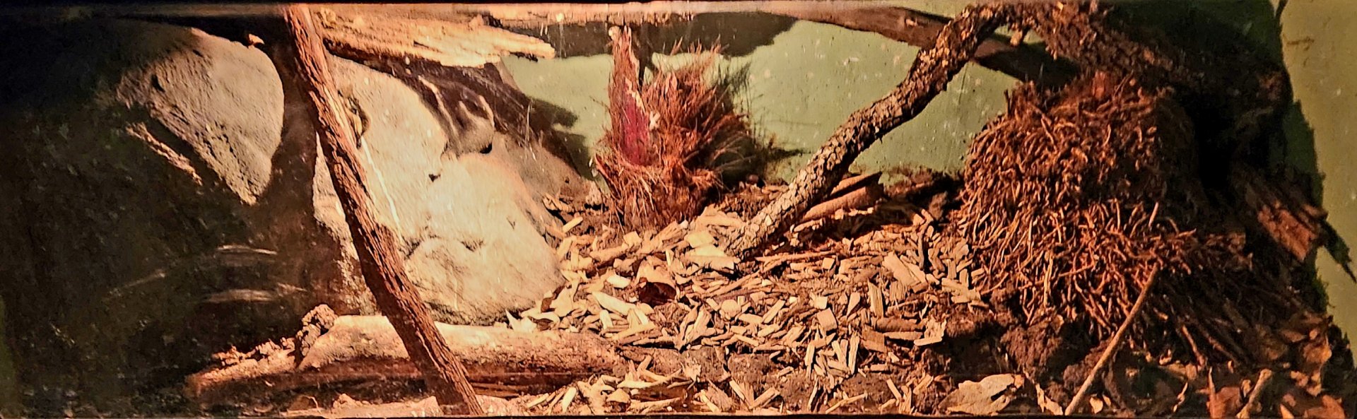 Reptilandia Reptile Lagoon - Undescribed Cantil Exhibit