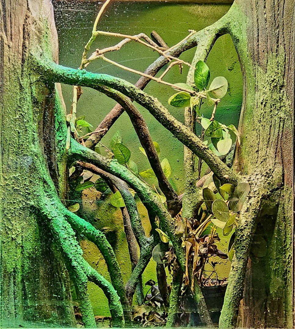 Reptilandia Reptile Lagoon - Unsigned Anole Exhibit