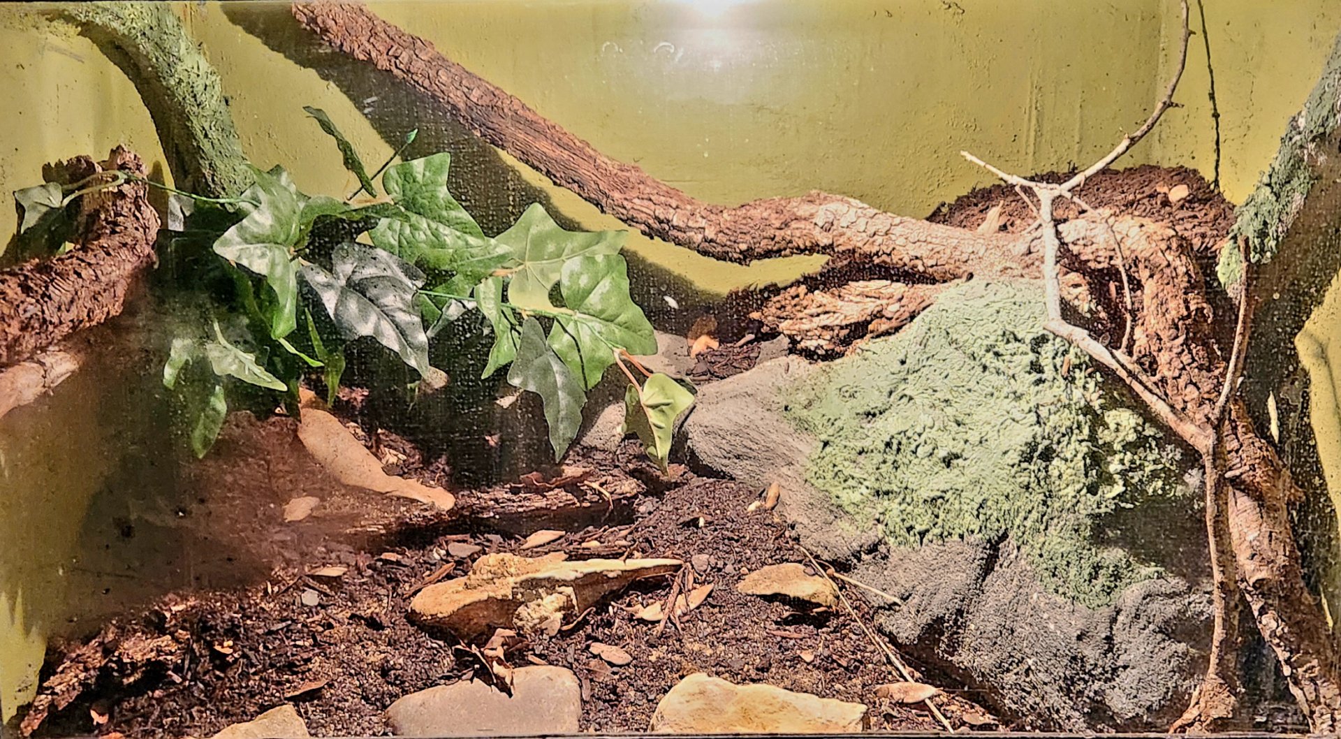 Reptilandia Reptile Lagoon - Viper Boa Exhibit