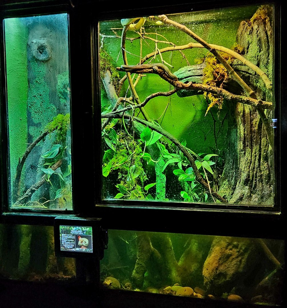 Reptilandia Reptile Lagoon - Wagler's Pit Viper Exhibit