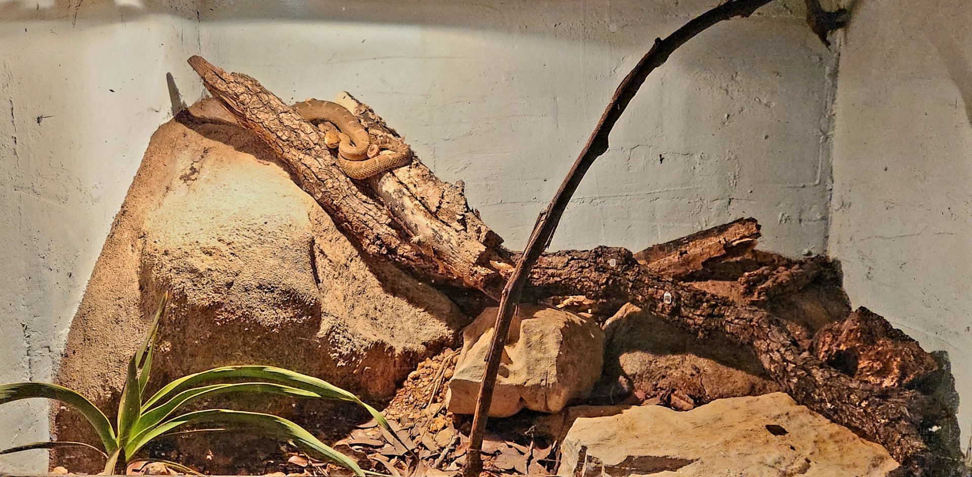 Reptilandia Reptile Lagoon - Western Chihuahuan Ridge-Nosed Rattlesnake Exhibit
