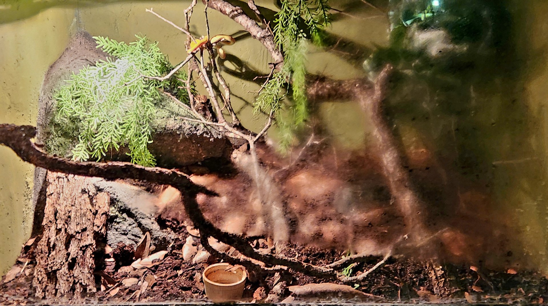 Reptilandia Reptile Lagoon - White-Lipped Pit Viper Exhibit