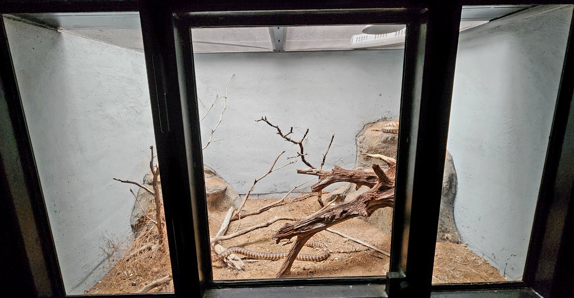 Reptilandia Reptile Lagoon - Woma Python Exhibit