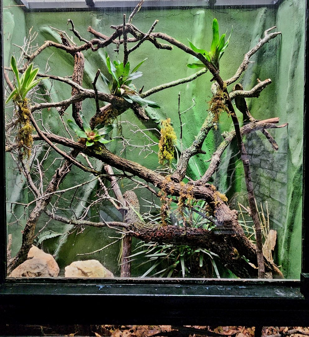 Reptilandia Reptile Lagoon - Yellow-Backed Spiny-Tailed Iguana Exhibit