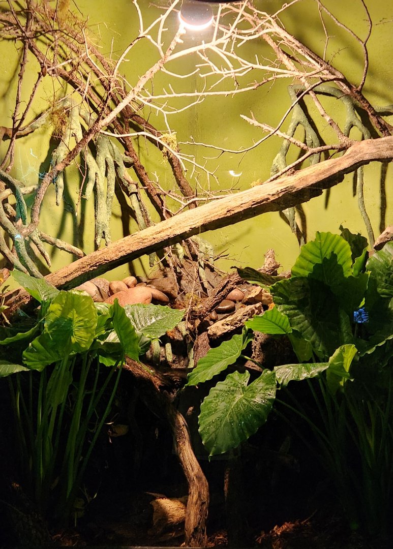 Reptilandia Reptile Lagoon - Yellow-Tailed Cribo Exhibit