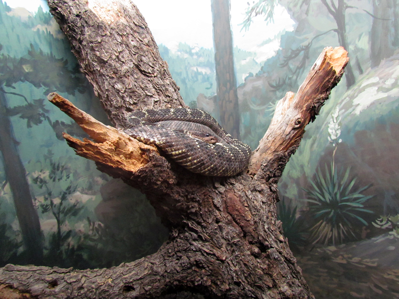 Reptile, Amphibian and Arthropod Hall - Arizona Black Rattlesnake