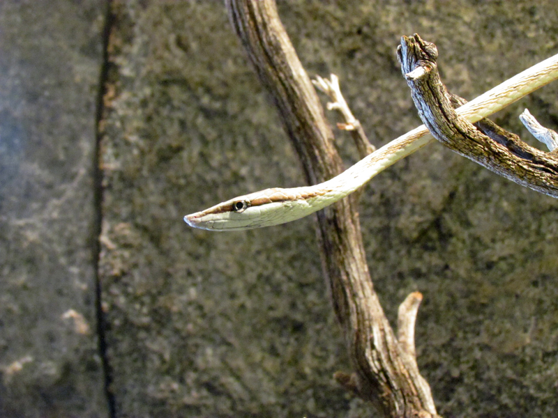 Reptile, Amphibian and Arthropod Hall - Brown Vine Snake