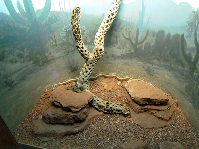 Reptile, Amphibian and Arthropod Hall - Desert Rosy Boa