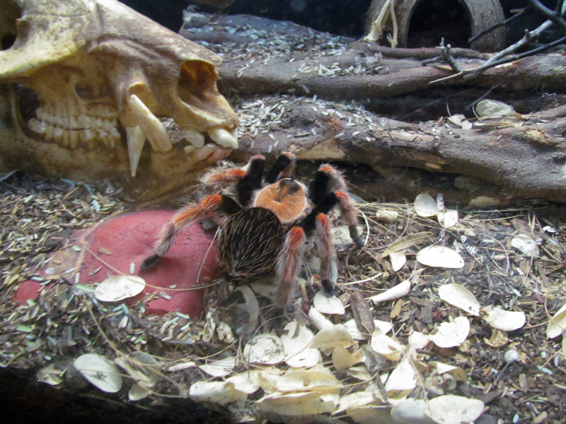 Reptile, Amphibian and Arthropod Hall - Mexican Fireleg Tarantula