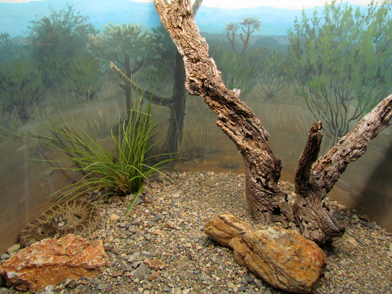 Reptile, Amphibian and Arthropod Hall - Mojave Rattlesnake