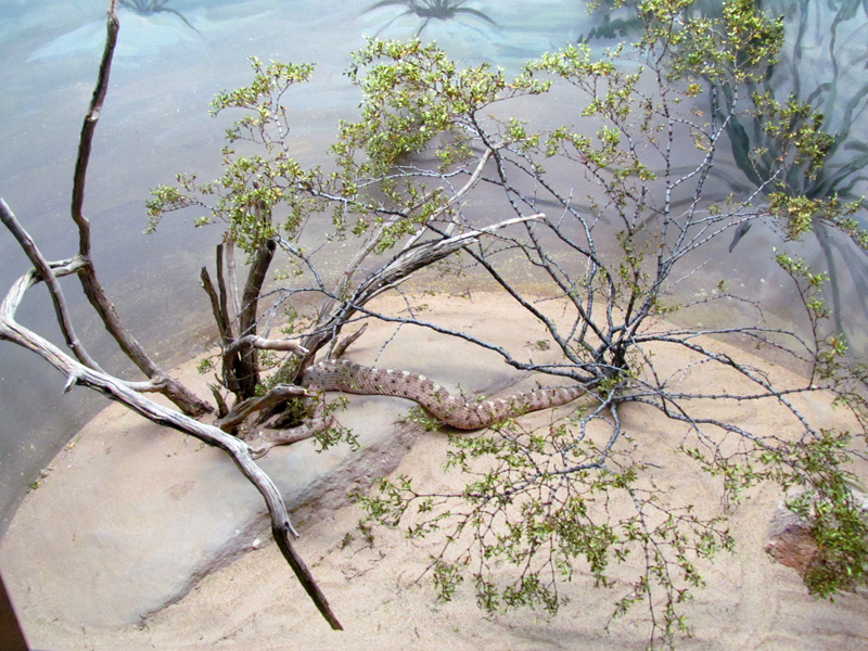 Reptile, Amphibian and Arthropod Hall - Sidewinder