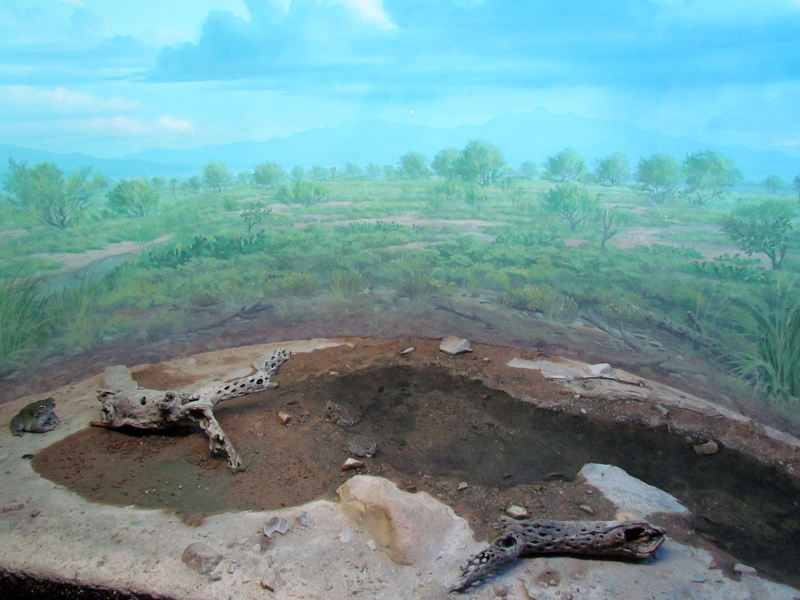 Reptile, Amphibian and Arthropod Hall - Sonoran Desert Toad and Great Plain