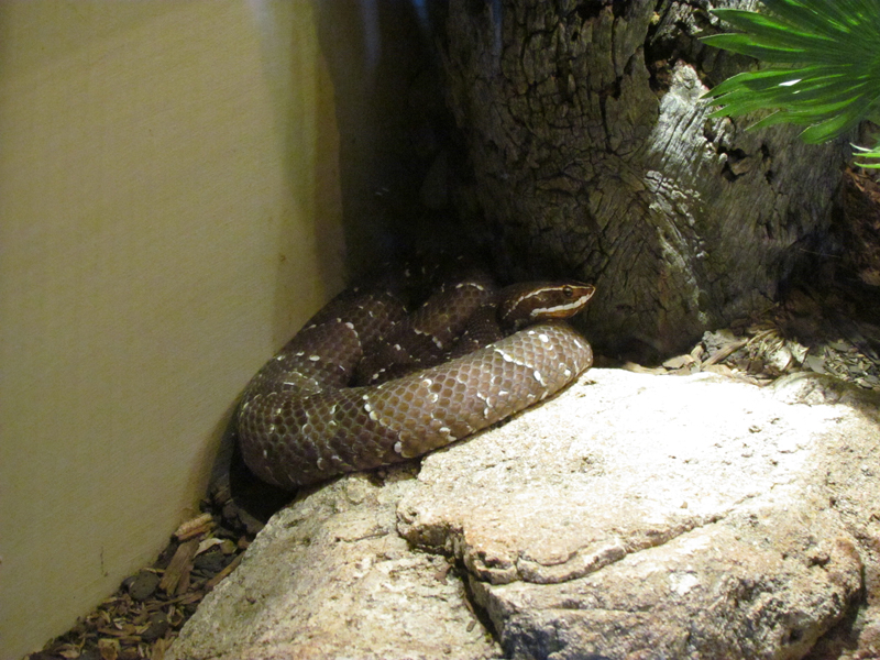 Reptile, Amphibian and Arthropod Hall - Taylor's Cantil