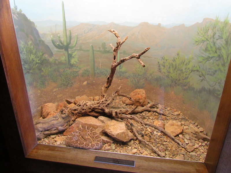 Reptile, Amphibian and Arthropod Hall - Western Diamondback Rattlesnake