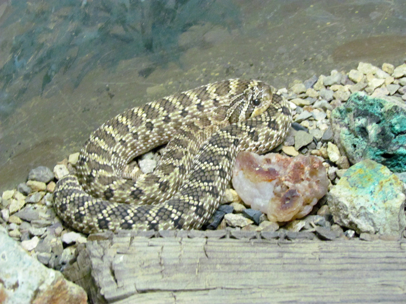 Reptile, Amphibian and Arthropod Hall - Western Hognose Snake