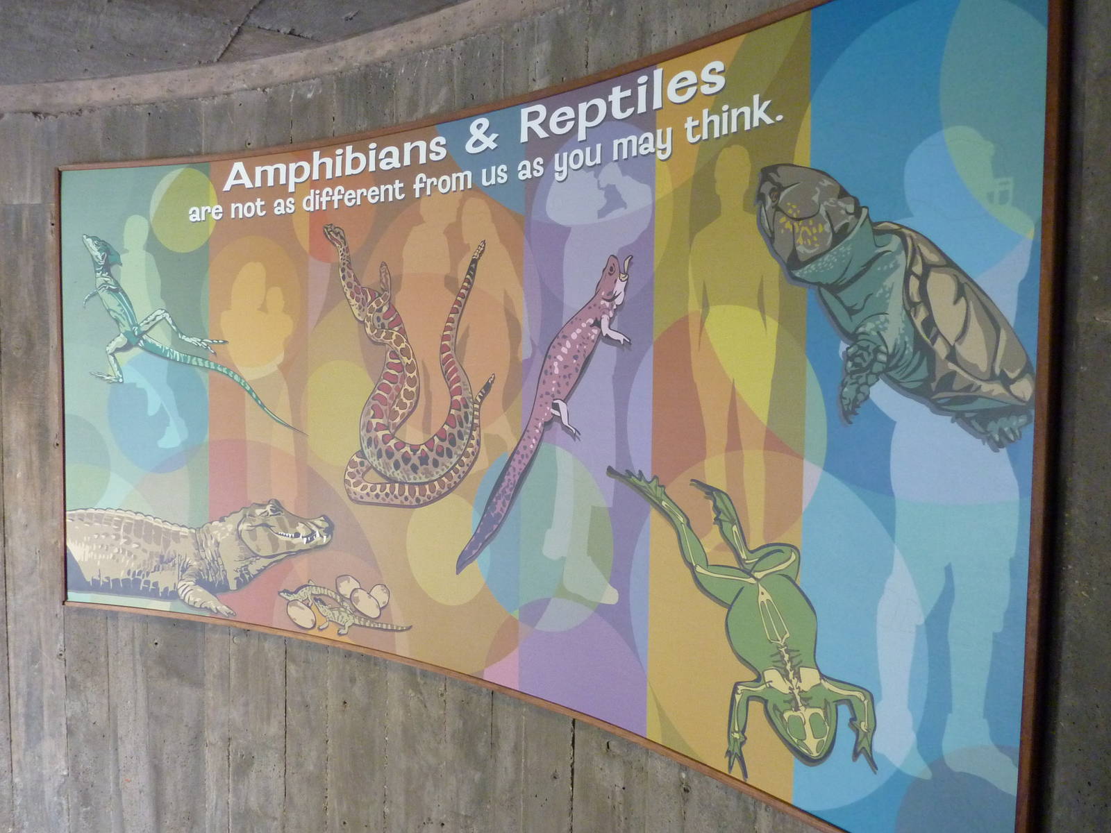 Reptile + Amphibian Building