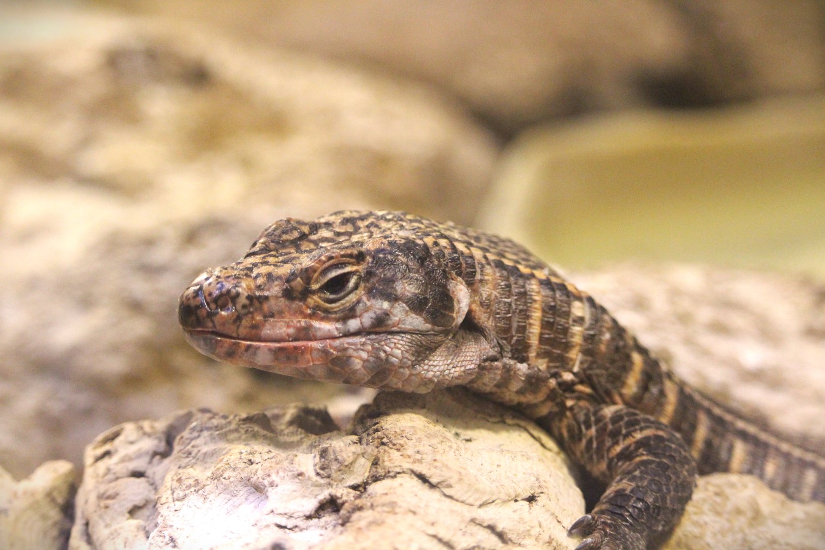 Reptile & Amphibian Discovery Center - Giant Plated Lizard