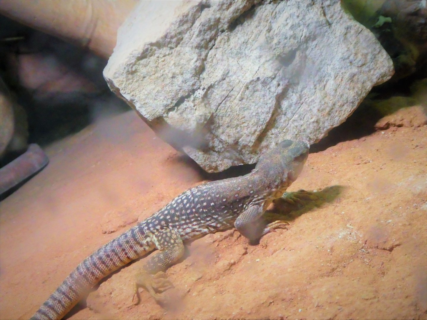 Reptile & Amphibian Discovery (RAD) Center - Desert Iguana