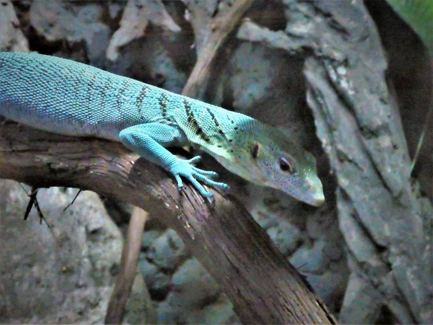 Reptile & Amphibian Discovery (RAD) Center - Emerald Tree Monitor