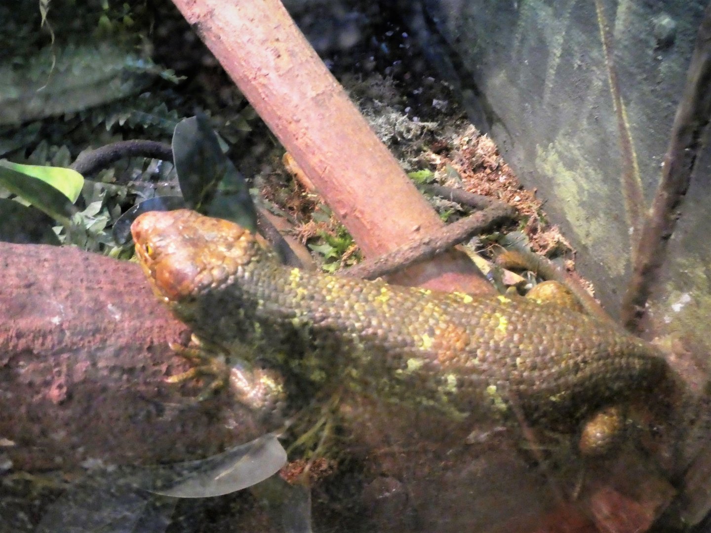 Reptile & Amphibian Discovery (RAD) Center - Solomon Islands Skink