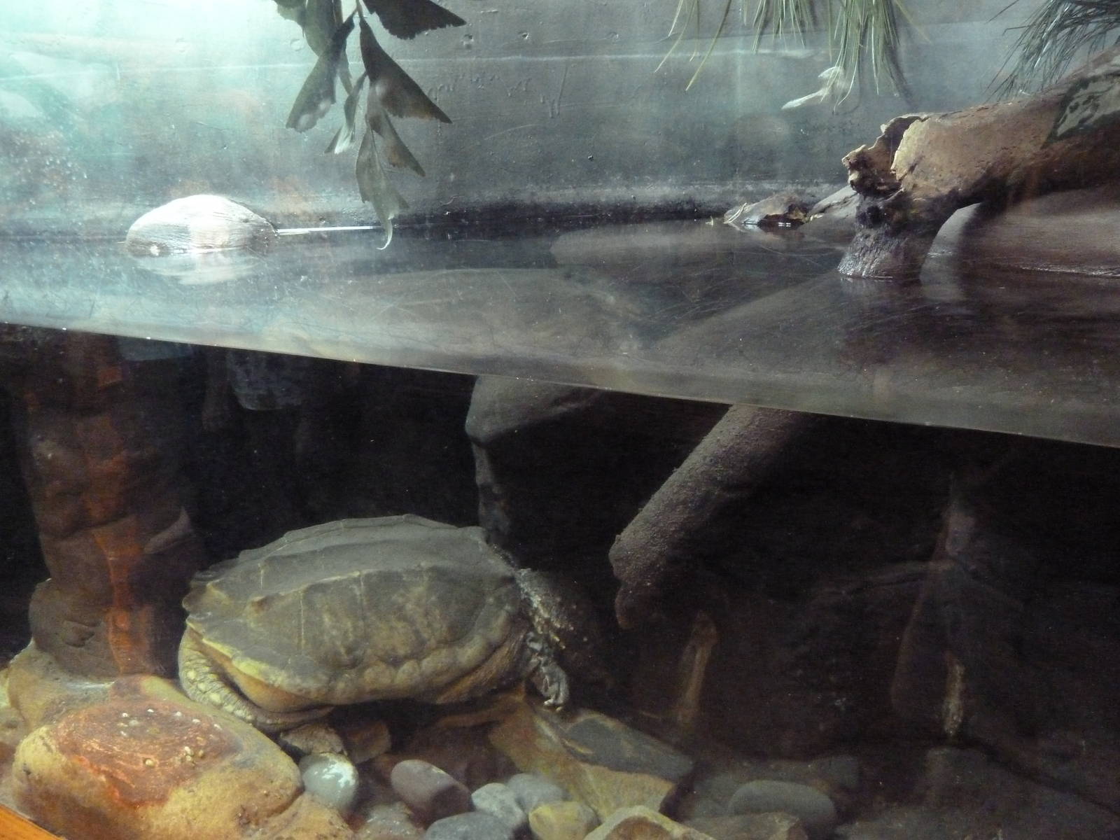 Reptile + Amphibian House - Alligator Snapping Turtle Exhibit