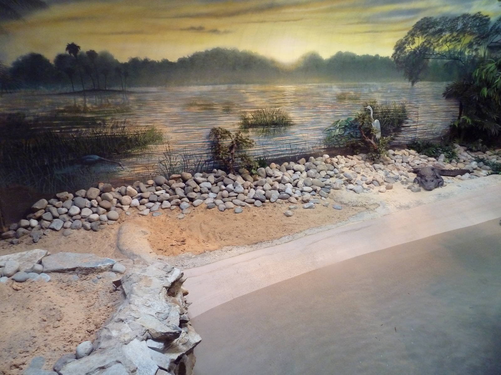 Reptile + Amphibian House - American Alligator Exhibit