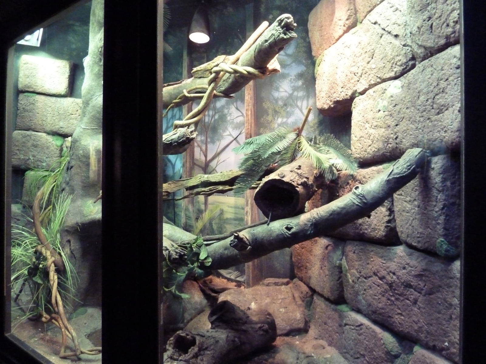 Reptile + Amphibian House - Black Tree Monitor Exhibit