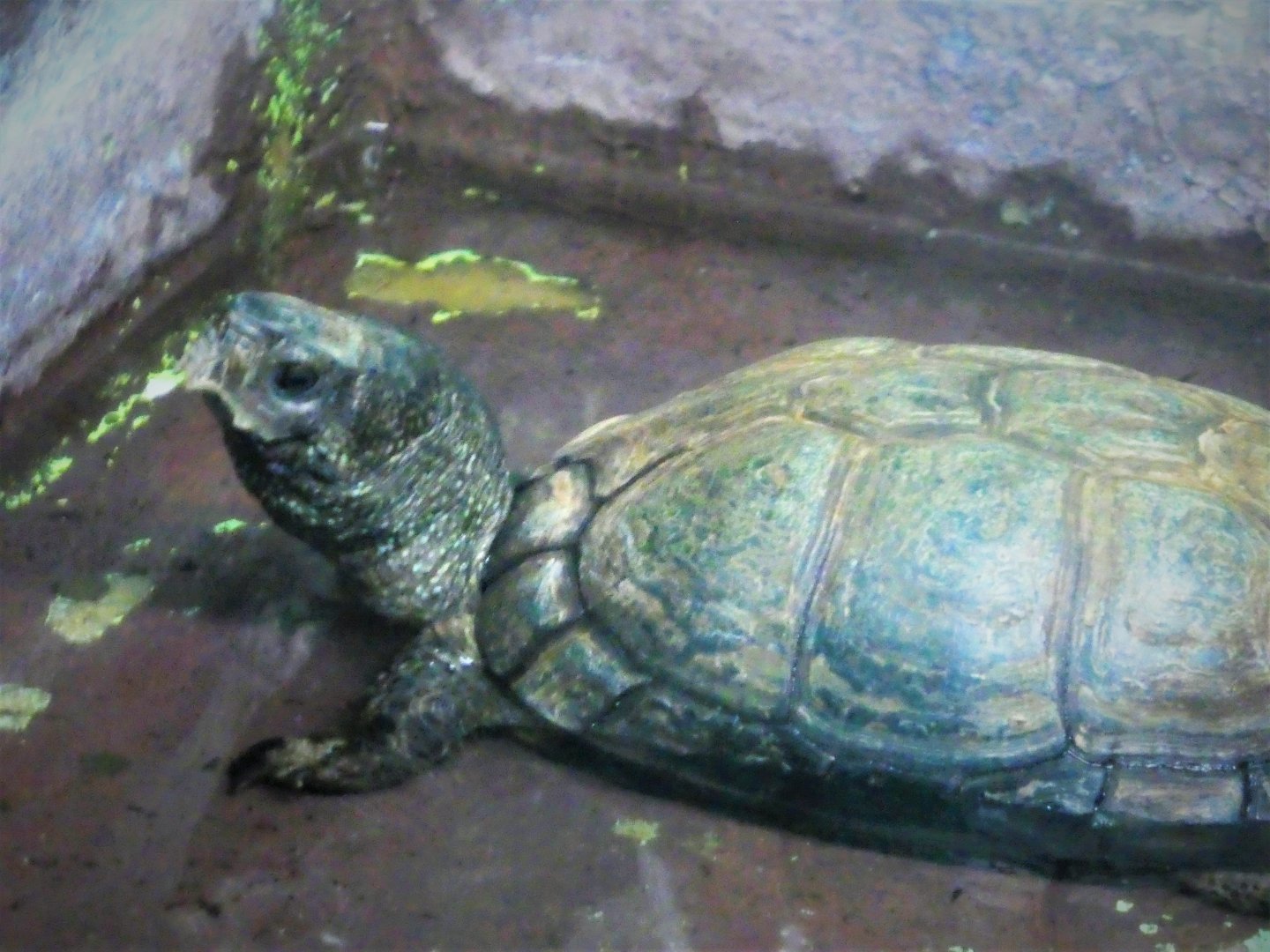 Reptile & Amphibian House - Coahuilan Box Turtle