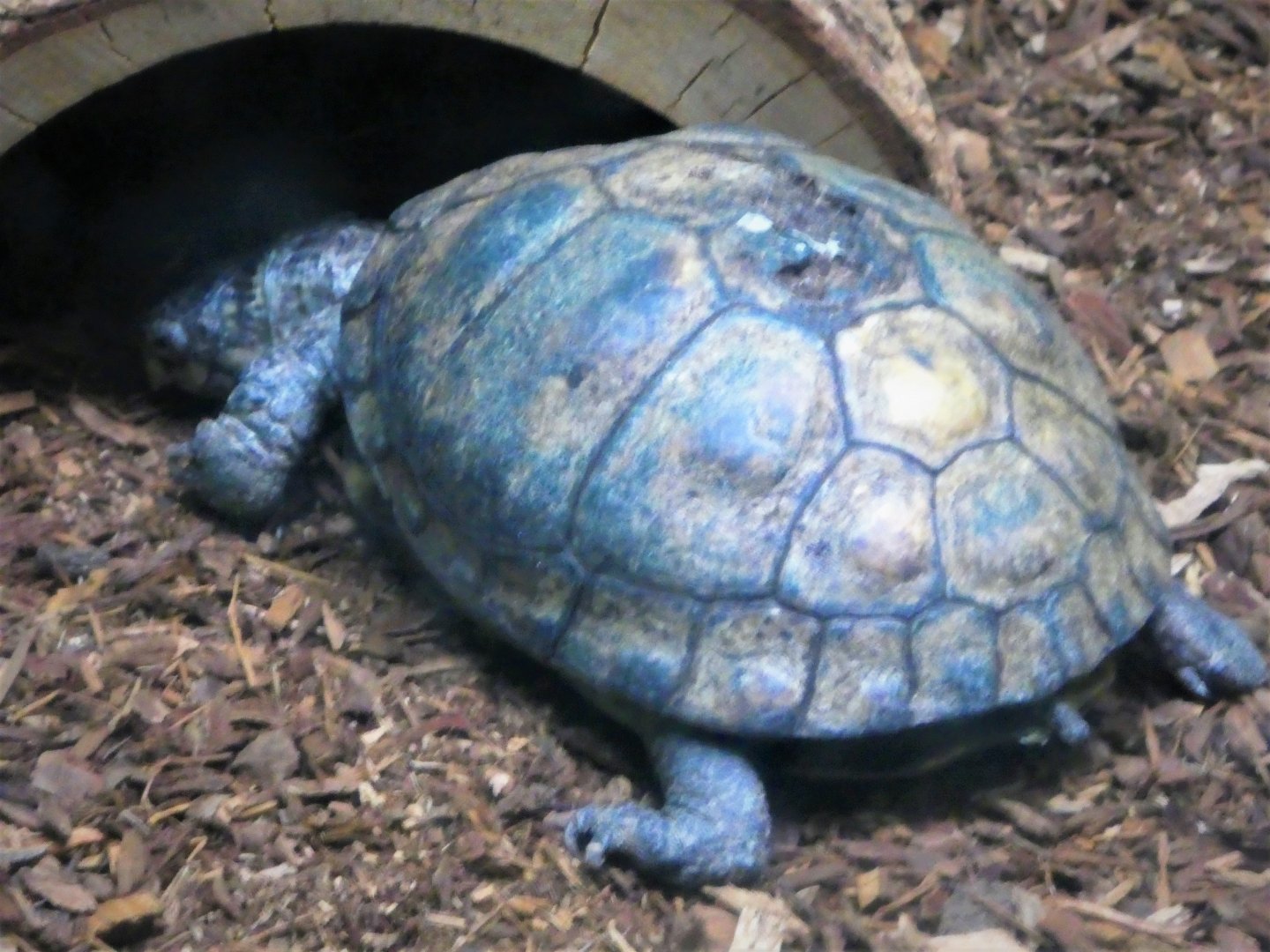 Reptile & Amphibian House  - Coahuilan Box Turtle