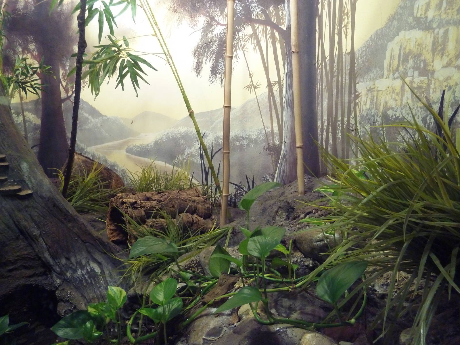 Reptile + Amphibian House - Crocodile Lizard Exhibit