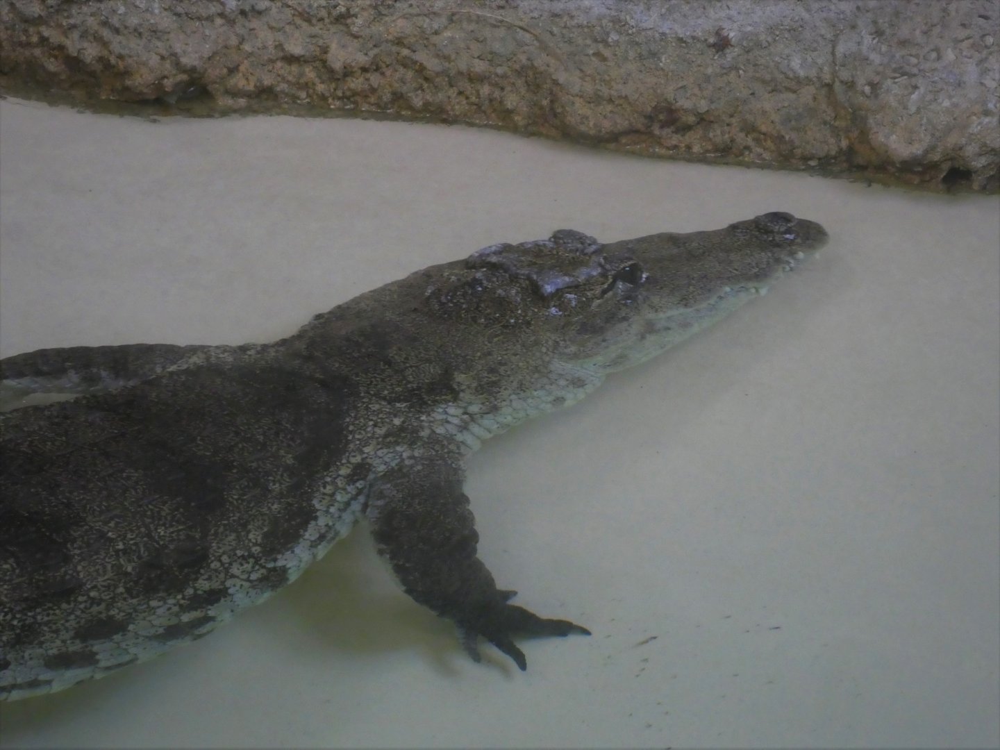 Reptile & Amphibian House - Crocodiles, Tortoises, & Snakes - West African Crocodile