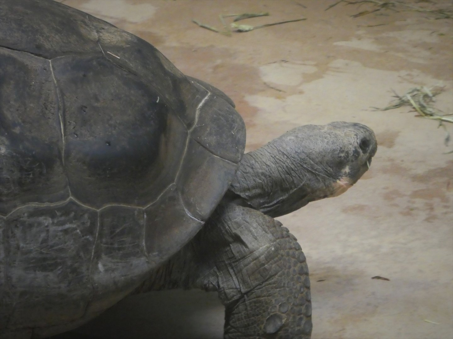 Reptile & Amphibian House - Crocodiles, Tortoises, & Snakes - Western Santa Cruz Tortoise