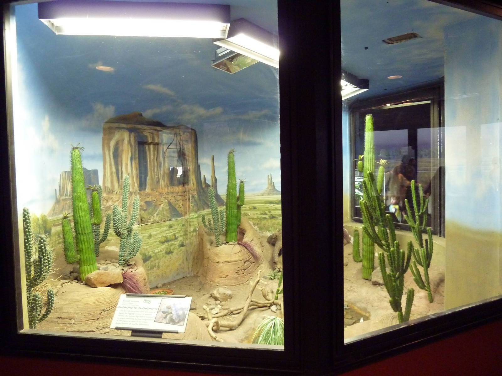 Reptile + Amphibian House - Desert Tortoise/Gila Monster Exhibit