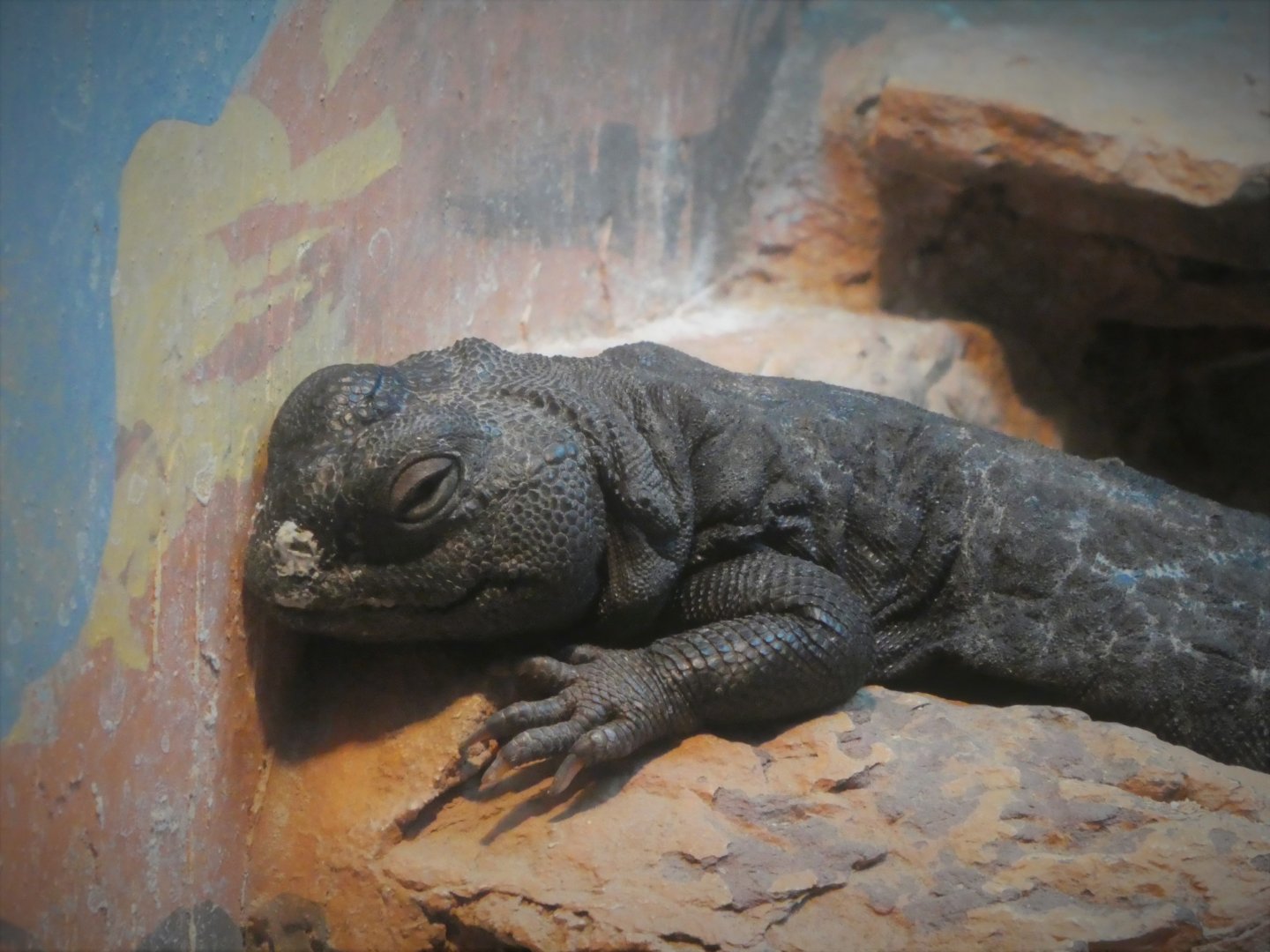 Reptile & Amphibian House - Desert Wing - Mali Uromastyx