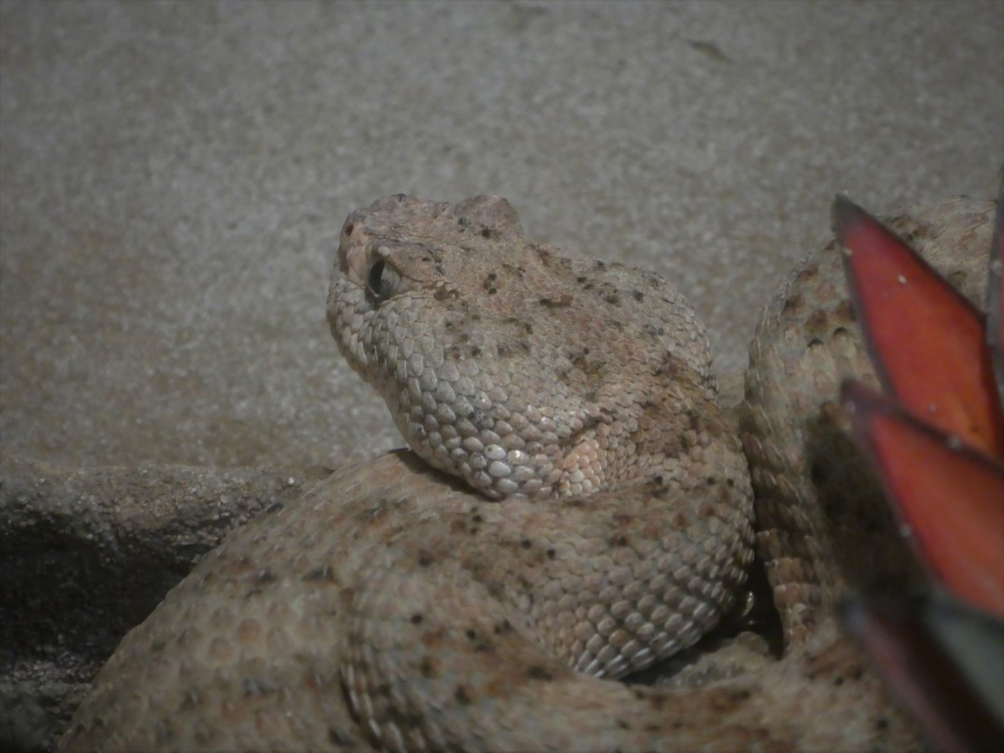 Reptile & Amphibian House - Desert Wing - Panamint Rattlesnake