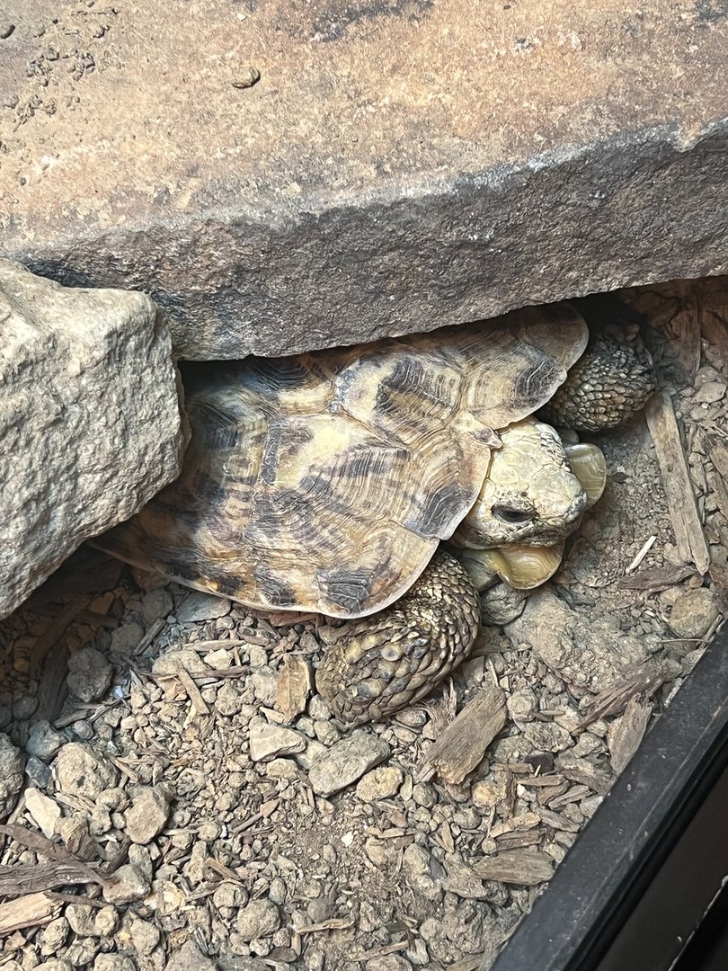 Reptile & Amphibian House- Desert Wing- Pancake Tortoise