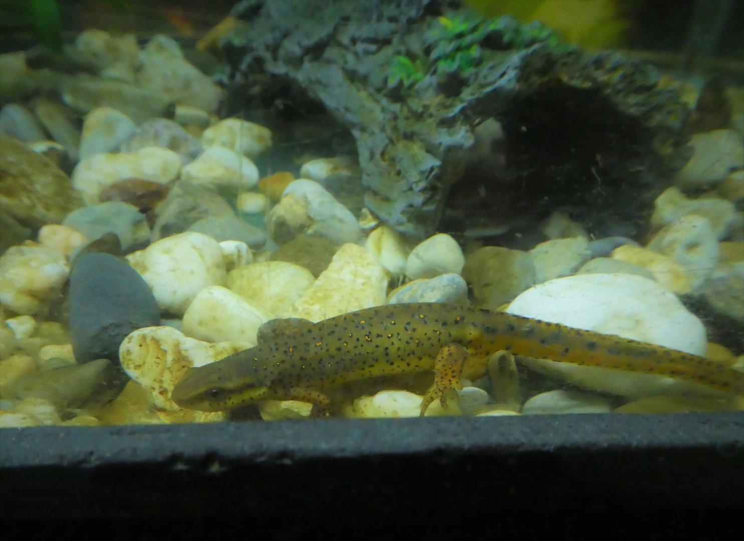 Reptile & Amphibian House - Eastern Newt