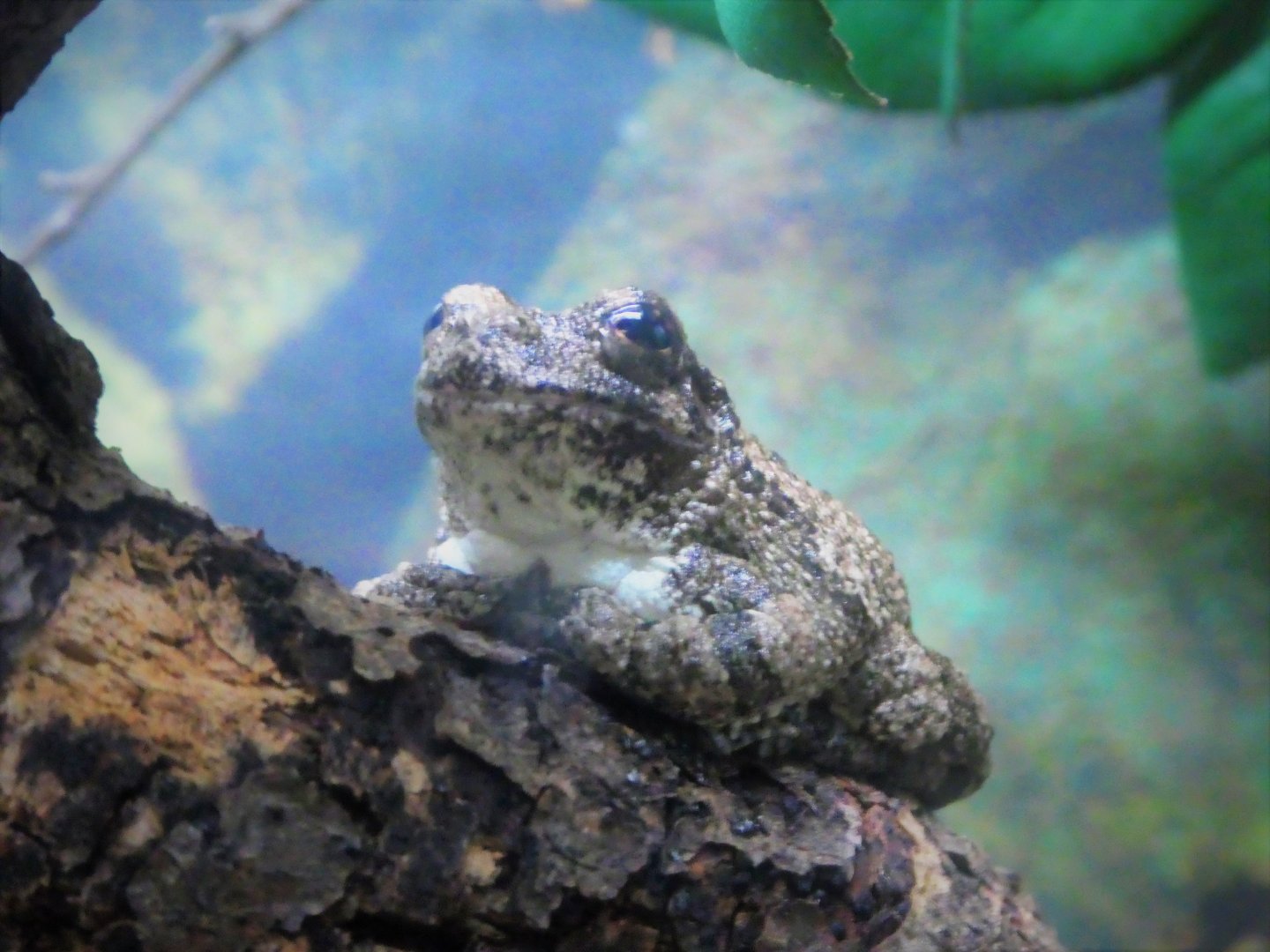 Reptile & Amphibian House - Gray Tree Frog