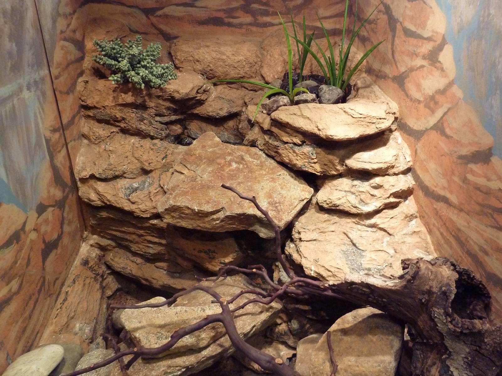 Reptile + Amphibian House - Grey-Banded Kingsnake Exhibit